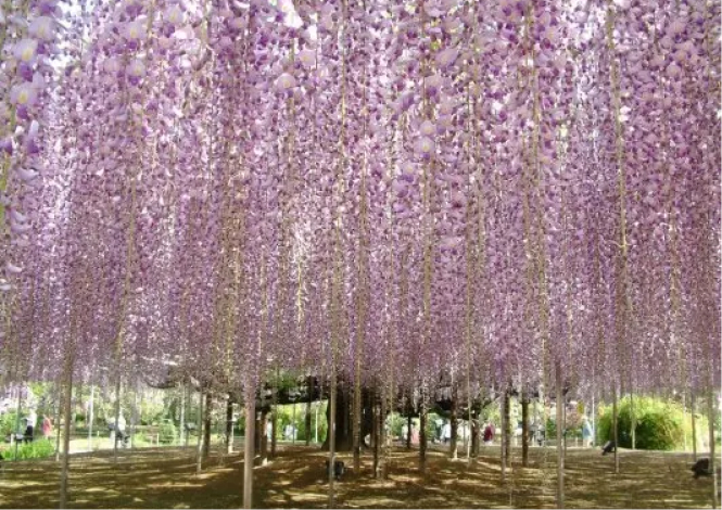 Ashikaga Flower Park