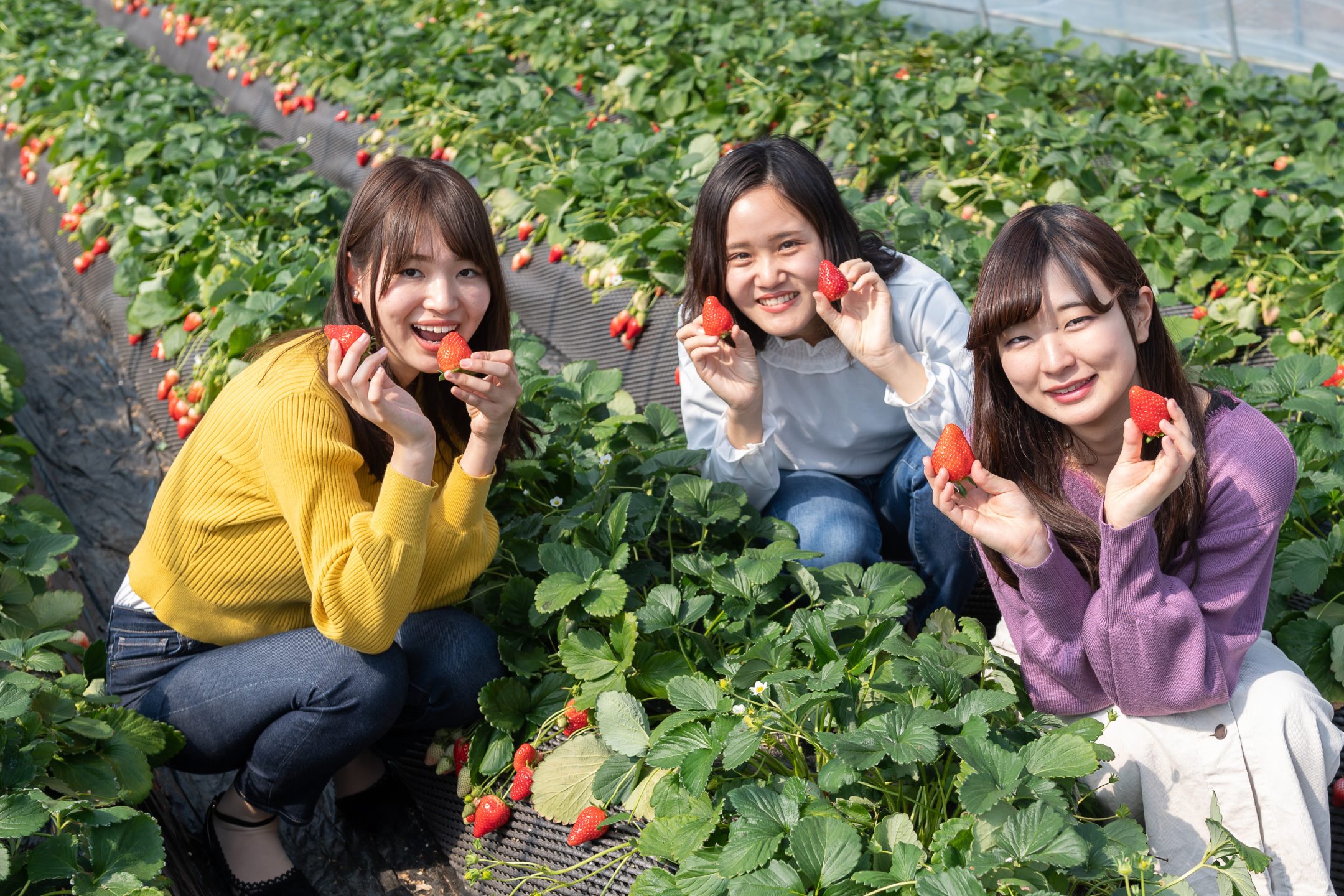 ichigo no sato farm