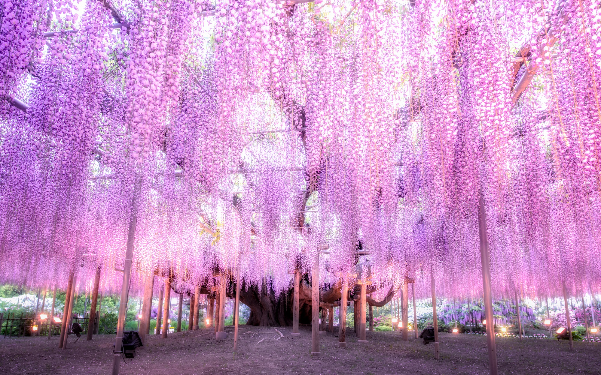 wisteria sinensis prolific Wisteria sinensis main image 0