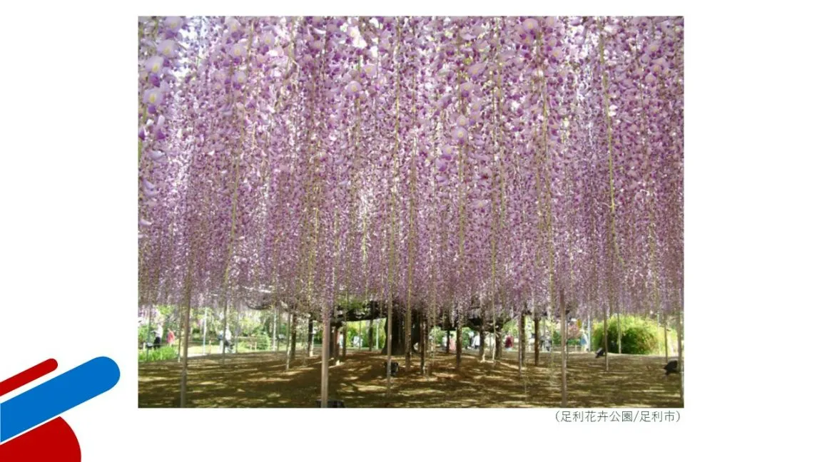 足利花卉公園/足利市