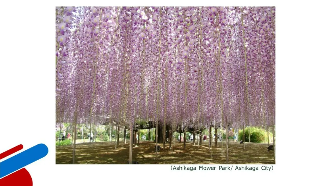 Ashikaga Flower Park / Ashikaga city